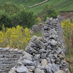 Azienda Agricola Biologica